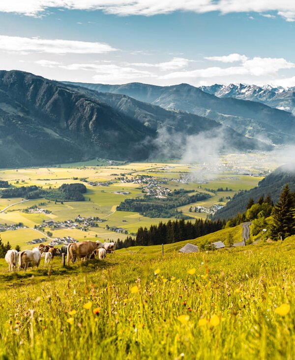 Kühe auf der Alm, Die Schattberger Saalfelden, Salzburger Land | © Die Schattberger Kühe auf der Alm, Die Schattberger Saalfelden, Salzburger Land | © Die Schattberger