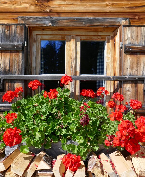 Blumenfenster | © www.reisebloggerin.at / Gudrun Krinzinger Blumengeschmücktes Fenster auf der Wallmanhütte in Krispl im SalzburgerLand | © www.reisebloggerin.at / Gudrun Krinzinger