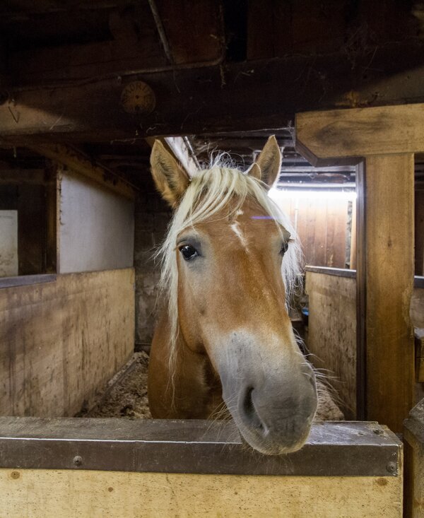 Pferd im Stall, Zauchtalerhof, Salzburger Land | © Fräulein Flora / Matthias Gruber Pferd, Haflinger im Stall, Zauchtalerhof, Salzburger Land | © Fräulein Flora / Matthias Gruber