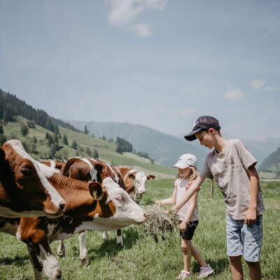 Buben fuettern Kuehe | © Urlaub am Bauernhof/ Nadja Jabli