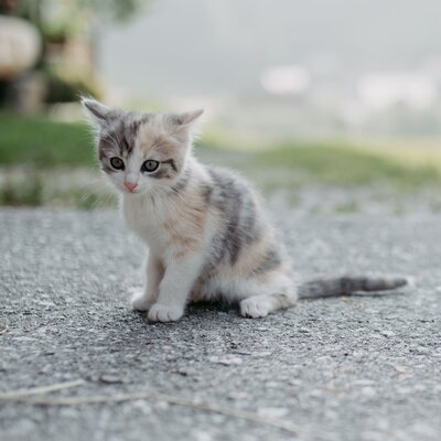 kleine Katze | © Urlaub am Bauernhof/ Nadja Jabli