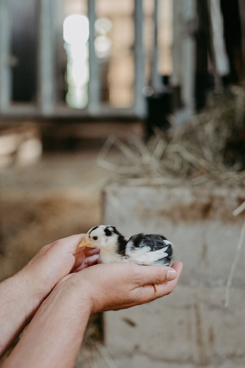Kuecken in der Hand | © Urlaub am Bauernhof/ Nadja Jabli