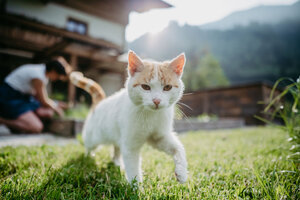 Katze spaziert im Garten | © Urlaub am Bauernhof / Nadia Jabil