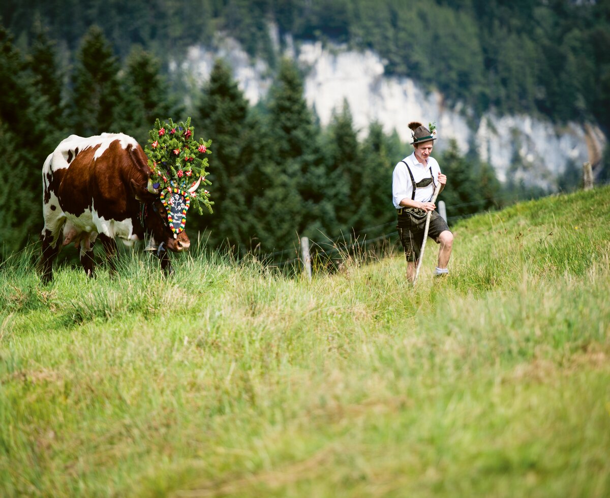Almabtrieb im SalzburgerLand | © SalzburgerLand Tourismus / Coen Kossmann Almabtrieb im SalzburgerLand | © SalzburgerLand Tourismus / Coen Kossmann