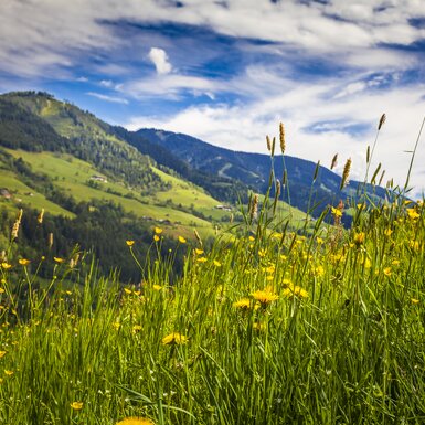 Gelbe Blumenwiese, im Hintergrund Berglandschaft, Nationalpark Hohe Tauern, Salzburger Land | © Urlaub am Bauernhof Salzburg / Bernd Suppan