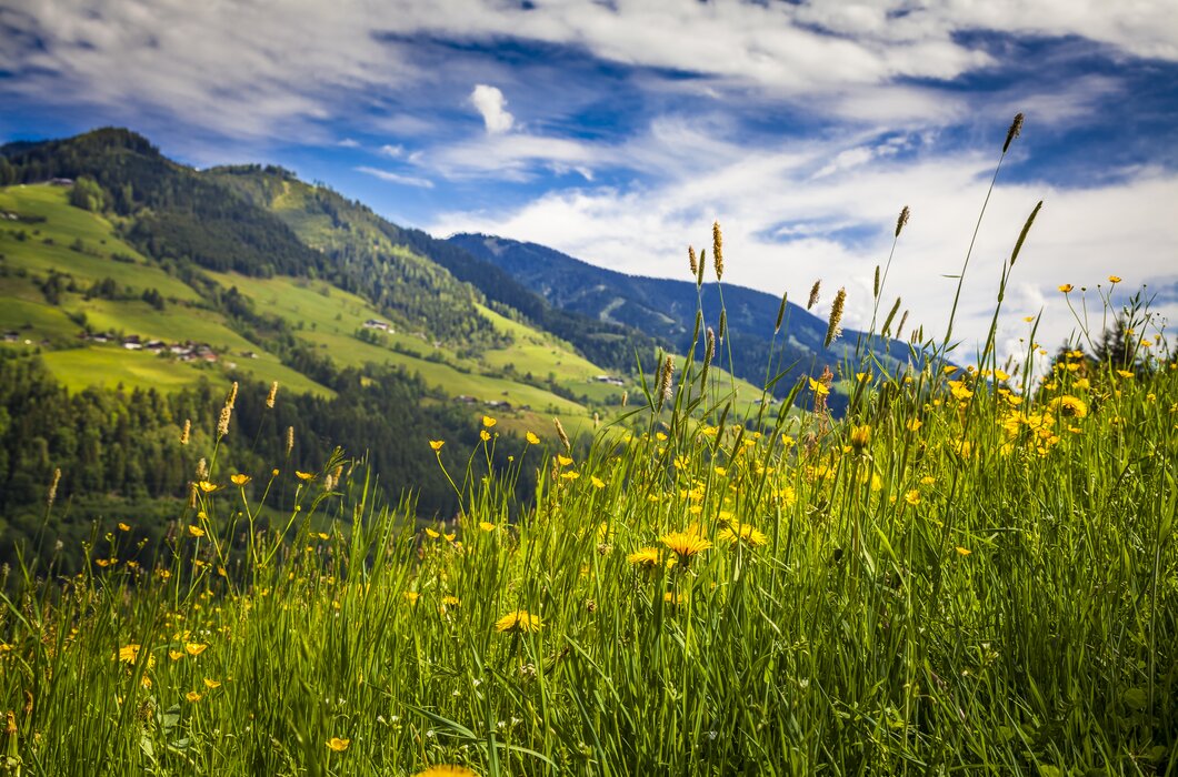 Gelbe Blumenwiese, im Hintergrund Berglandschaft, Nationalpark Hohe Tauern, Salzburger Land | © Urlaub am Bauernhof Salzburg / Bernd Suppan