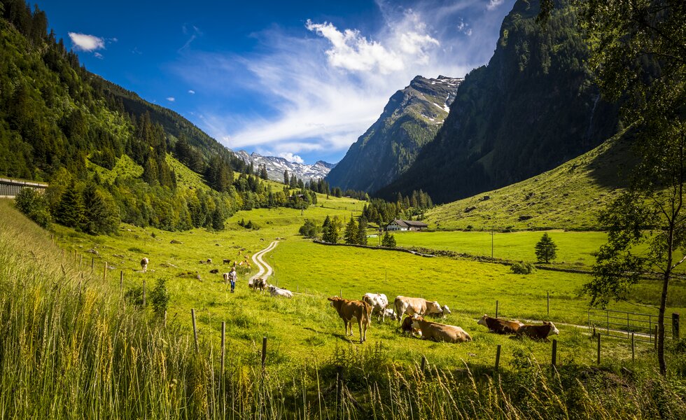 Kühe weiden im Almengebiet im Felbertal in Mittersill, Nationalpark Hohe Tauern, Salzburger Land | © Urlaub am Bauernhof Salzburg / Bernd Suppan