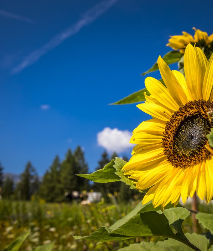 Sonnenblume am Suppangut, Wiese, Kühe im Hintergrund, Salzburger Lungau | © Urlaub am Bauernhof / Bernd Suppan