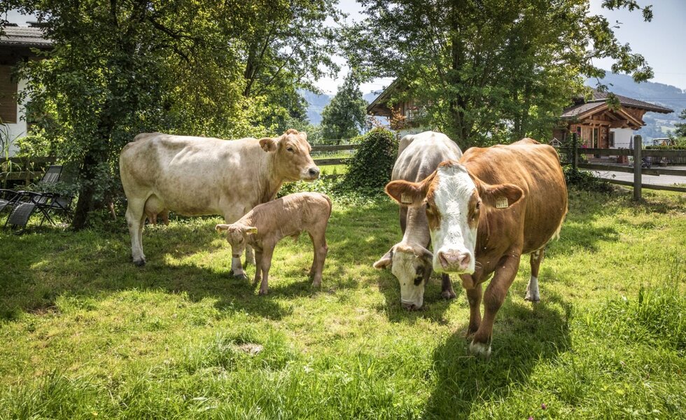 unsere Kühe