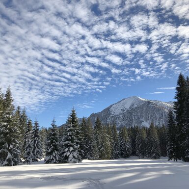 Tief verschneite Bäume auf der Postalm in Strobl am Wolfgangsee, blauer HImmel mit Schäfchenwolken. | © Urlaub am Bauernhof im SalzburgerLand / Margret Appesbacher