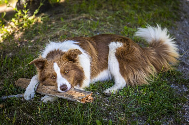 Urlaub mit Hund, Premhof, Salzburger Land | © Urlaub am Bauernhof Salzburger Land / Bernd Suppan