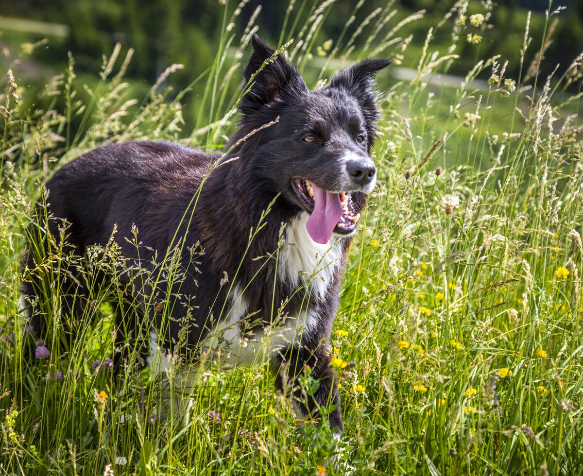 Hund Joey in der Blumenwiese, Reithof, Filzmoos, Salzburger Land | © Urlaub am Bauernhof Salzburger Land / Bernd Suppan