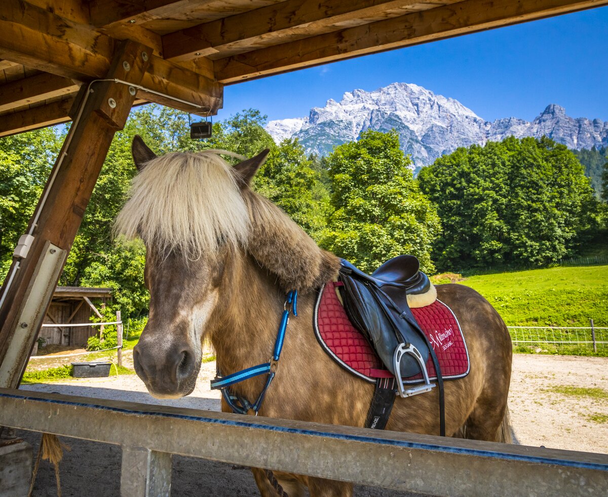Pferd ist bereit für die Reitstunde, Millinghof, Leogang, Salzburger Land | © Urlaub am Bauernhof Salburger Land / Bernd Suppan