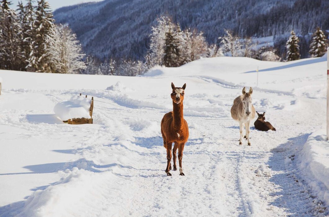 Tiere im Schnee am Pronebengut in Mühlbach am Hochkönig | © Urlaub am Bauernhof / Punkt & Komma