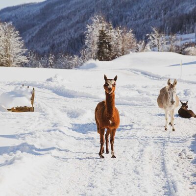 Tiere im Schnee am Pronebengut in Mühlbach am Hochkönig | © Urlaub am Bauernhof / Punkt & Komma Tiere im Schnee am Pronebengut in Mühlbach am Hochkönig | © Urlaub am Bauernhof / Punkt & Komma