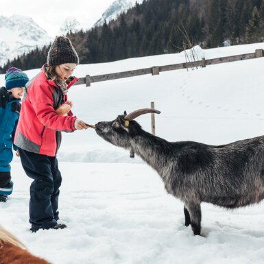 Kind füttert eine Ziege. | © Urlaub am Bauernhof im SalzburgerLand/ Punkt und Komma