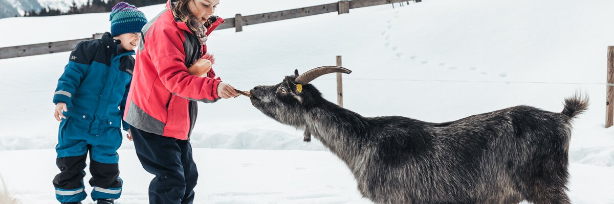 Kind füttert eine Ziege. | © Urlaub am Bauernhof im SalzburgerLand/ Punkt und Komma Kind füttert eine Ziege. | © Urlaub am Bauernhof im SalzburgerLand/ Punkt und Komma