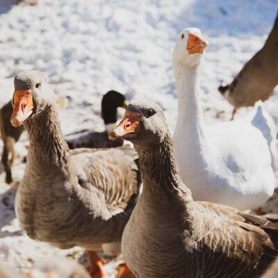 Gänse im Winter. | © Urlaub am Bauernhof im Salzburger Land Gänse im Winter. | © Urlaub am Bauernhof im Salzburger Land