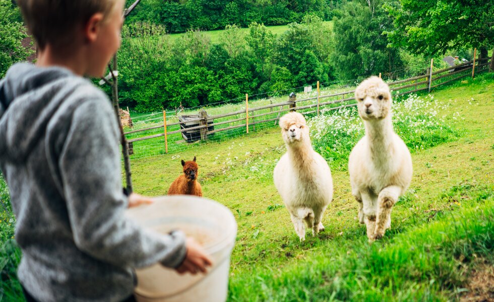 Ein Bub steht mit dem Rücken zum Betrachter und hält einen weißen Kübel mit Futter in den Händen, zwei weiße Alpakas und ein braunes kommen über die grüne Weide auf ihn zugelaufen | © Urlaub am Bauernhof Steiermark / Daniel Gollner