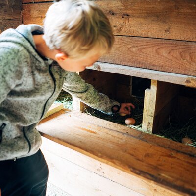 Ein Bub nimmt Eier aus einem Hühnernest, das sich hinter einer Holzklappe verbirgt | © Urlaub am Bauernhof Steiermark / Daniel Gollner