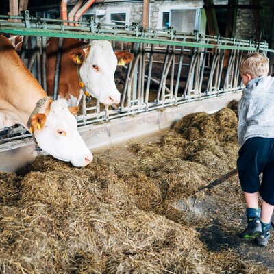 Ein Bub bringt mit der Heugabel das Heu zu den Kühen im Stall | © Urlaub am Bauernhof Steiermark / Daniel Gollner