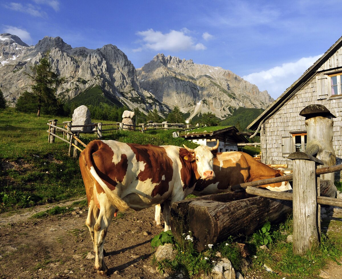 Kühe auf der Alm, Schladming-Dachstein, Steiermark | © Urlaub am Bauernhof Steiermark / Christa Strobl Kühe auf der Alm trinken aus dem Wassertrog vor der Hütte, Schladming-Dachstein, Steiermark | © Urlaub am Bauernhof Steiermark / Christa Strobl