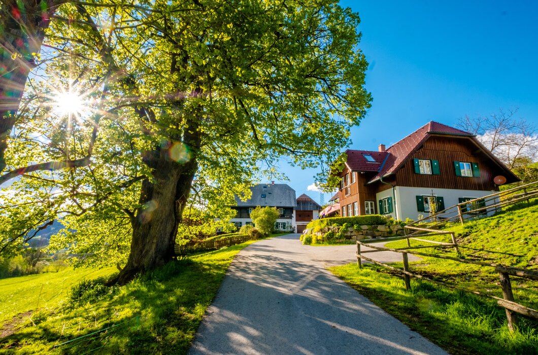 Zufahrtsweg zu einem Bauernhof im hellen Frühlingslicht, links steht ein blühender Baum, die Straße ist asphaltiert, dahinter liegt das Bauernhaus | © Urlaub am Bauernhof Steiermark / Wolfgang Spekner