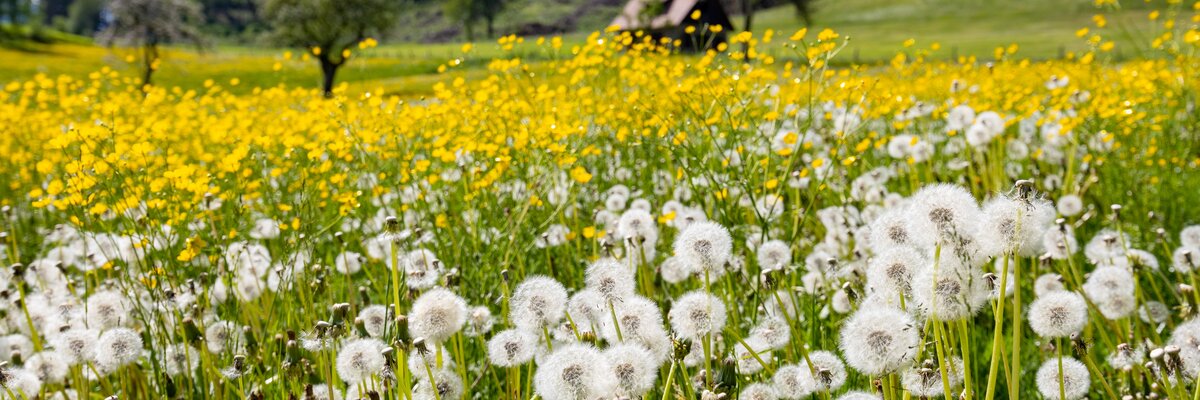 Blumenwiese in weiß und gelb  | © Urlaub am Bauernhof Steiermark / Harry Schiffer