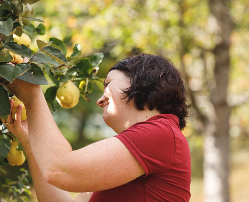 Bäuerin pflückt Birnen vom Baum, Steiermark | © Urlaub am Bauernhof / Punkt & Komma
