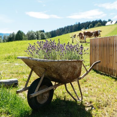 Lavendel in der Scheibtruhe, Biobauernhof Leitenmüller, Steiermark | © Urlaub am Bauernhof Steiermark / Daniel Gollner Lavendel in der Scheibtruhe, Biobauernhof Leitenmüller, Steiermark | © Urlaub am Bauernhof Steiermark / Daniel Gollner