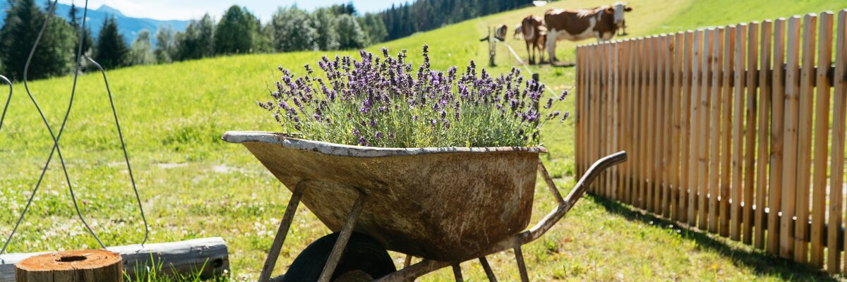 Lavendel in der Scheibtruhe, Biobauernhof Leitenmüller, Steiermark | © Urlaub am Bauernhof Steiermark / Daniel Gollner