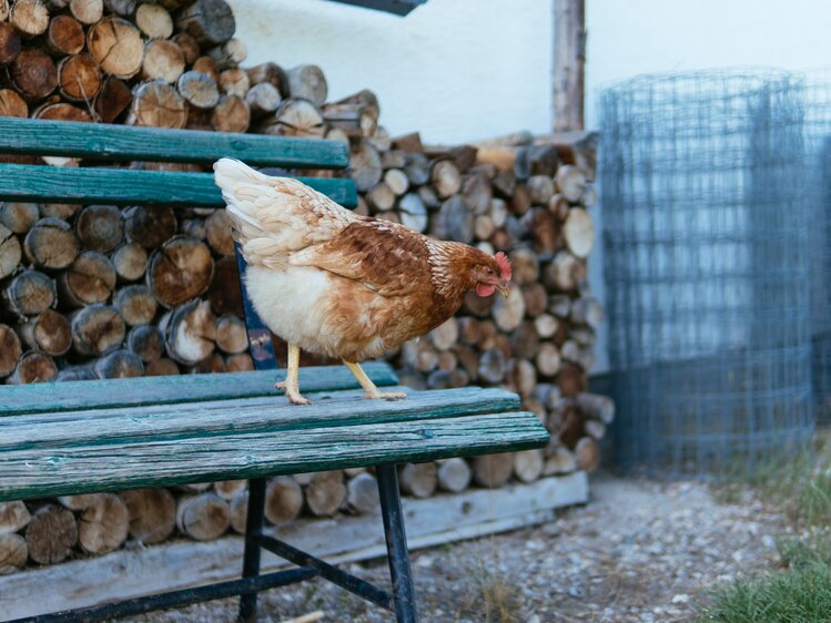 Ein Huhn steht auf der Hausbank, Biobauernhof Leitenmüller, Steiermark | © Urlaub am Bauernhof Steiermark / Daniel Gollner
