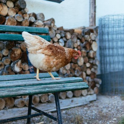 Ein Huhn steht auf der Hausbank, Biobauernhof Leitenmüller, Steiermark | © Urlaub am Bauernhof Steiermark / Daniel Gollner