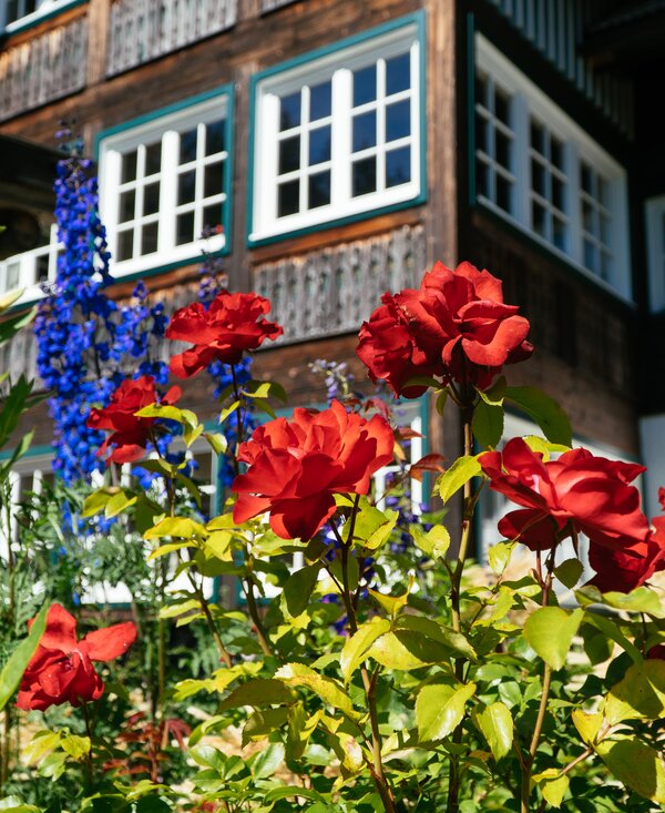 Blühende Pflanzen mit Bauernhaus im Hintergrund in Ramsau | © Urlaub am Bauernhof Steiermark / Daniel Gollner Rot blühende Blume vor dem Bauernhaus mit Holzfront am Bauernhof Leitenmüller in Ramsau | © Urlaub am Bauernhof Steiermark / Daniel Gollner