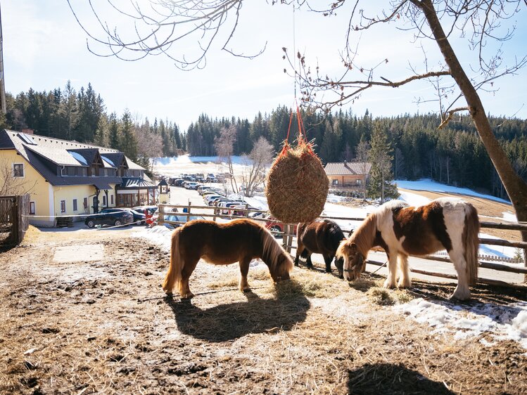 Drei Ponys stehen an einem sonnigen Tag im Winter im Freien auf Stroh und fressen Heu | © Urlaub am Bauernhof Steiermark / Daniel Gollner