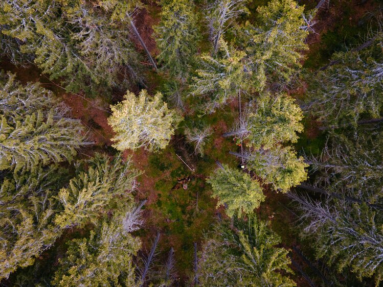 Blick auf den Wald von oben, Rossegger, Steiermark | © Urlaub am Bauernhof Steiermark | Daniel Gollner