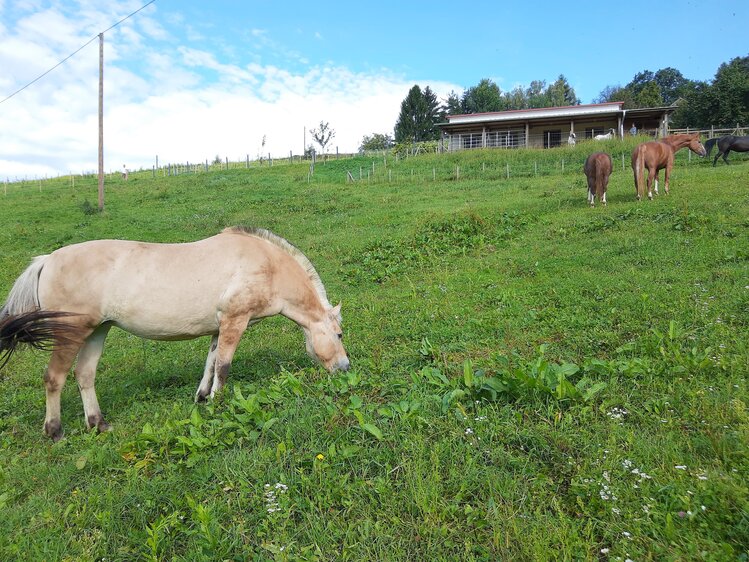 Pferde galoppieren in der Koppel, Schwalbenhof, Steiermark | © Urlaub am Bauernhof Steiermark / Evelyn Götz