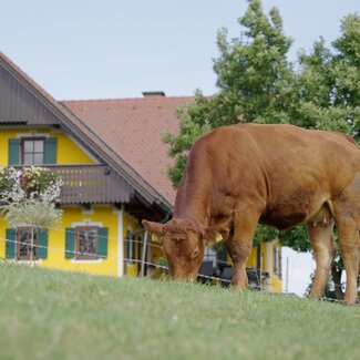 Kuh auf der Weide am Weberhof, Steiermark | © Urlaub am Bauernhof Steiermark / Daniel Gollner