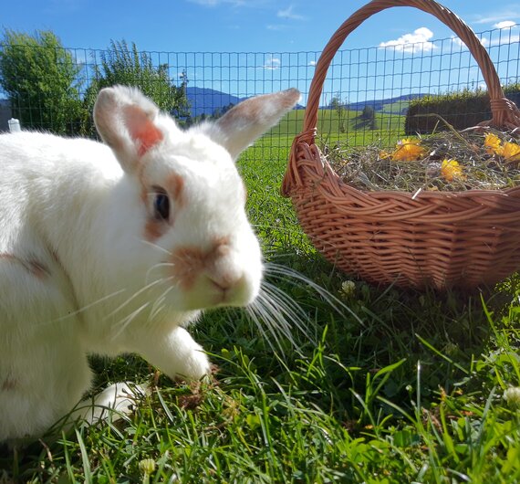 Hase mit Kräuterkorb, Schwalbenhof, Thermen- & Vulkanland, Steiermark | © Urlaub am Bauernhof Steiermark / Evelyn Götz