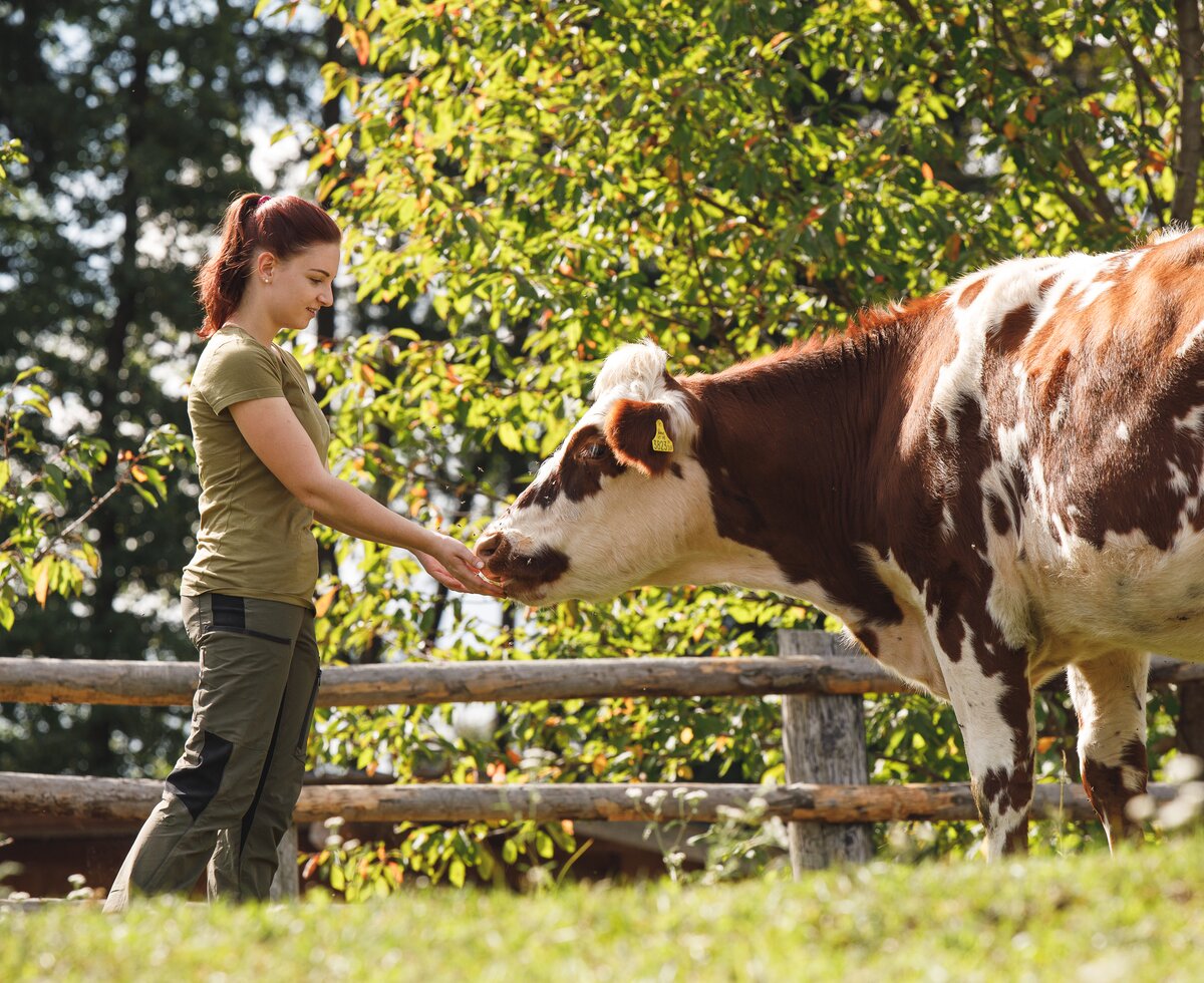 Ein Mädchen füttert mit der Hand eine Kuh, Forstbauer, Steiermark | © Urlaub am Bauernhof / Punkt & Komma