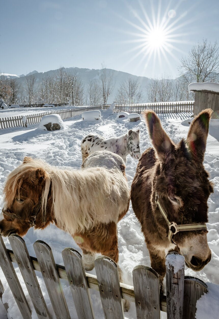 Ponys stehen hinter dem Zaun im Schnee | © Uab Steiermark / Wolfgang Spekner