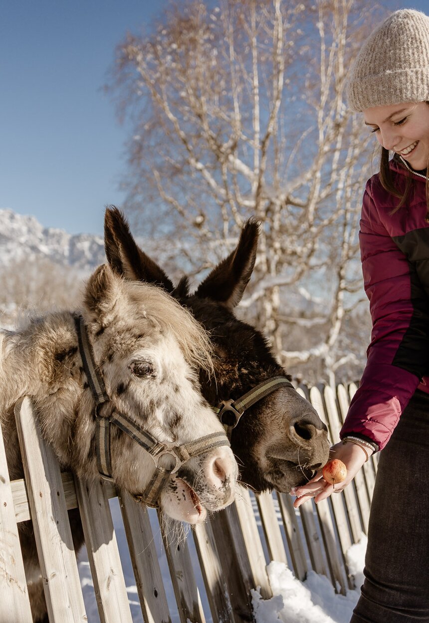 Eine Frau gibt Ponys über einen Zaun Äpfel im Winter.  | © UaB Steiermark / Wolfgang Spekner