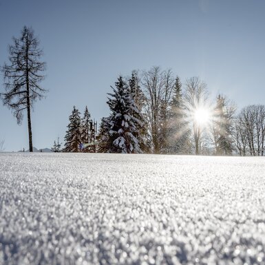 Schnee glitzert in der Sonne. Im Hintergrund stehen verschneite Bäume. | © UaB Steiermark / Wolfgang Spekner