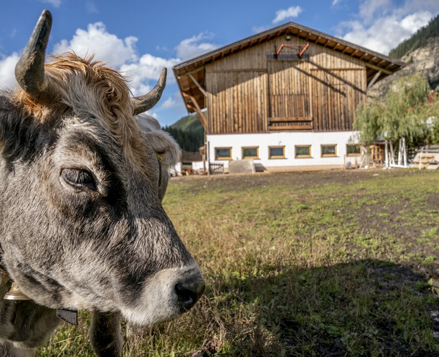 Kuh am Honzarhof | © Black Tea Fotografie/Viktoria Gstrein  