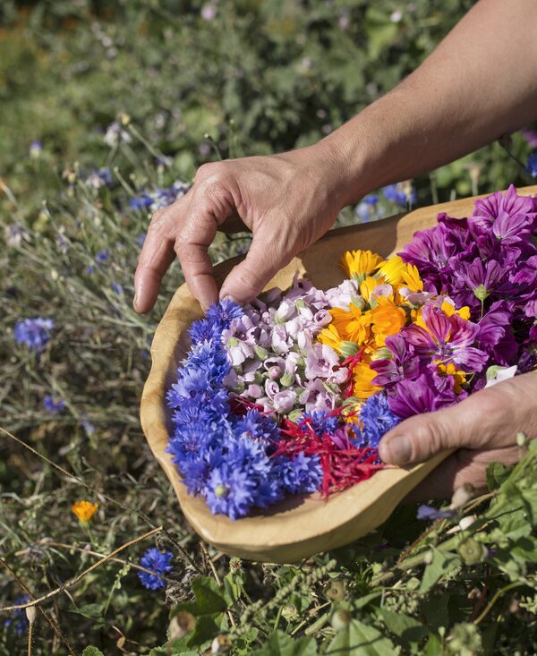 Blüten werden in der Schale gesammelt | © Urlaub am Bauernhof Tirol / Lisa Hörterer Blüten werden in der Schale gesammelt | © Urlaub am Bauernhof Tirol / Lisa Hörterer