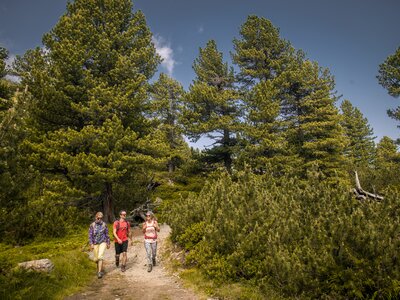 wandern zwischen Zirben am Zirbenweg | © Urlaub am Bauernhof - hall-wattens