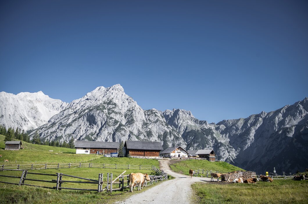Walderlam Gnadenwald | ©  hall-wattens