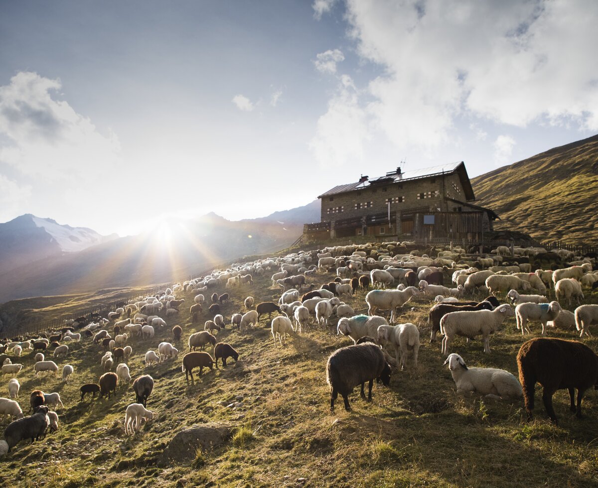 Schafbetrieb Vent | © ©Ötztal Tourismus Gudrun Muschalla