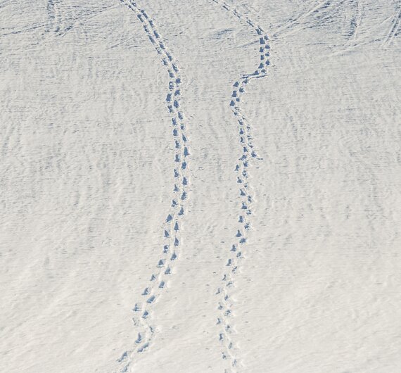 Spuren im Schnee | © Tirol Werbung/ Braun Jannis Spuren im Schnee | © Tirol Werbung/ Braun Jannis