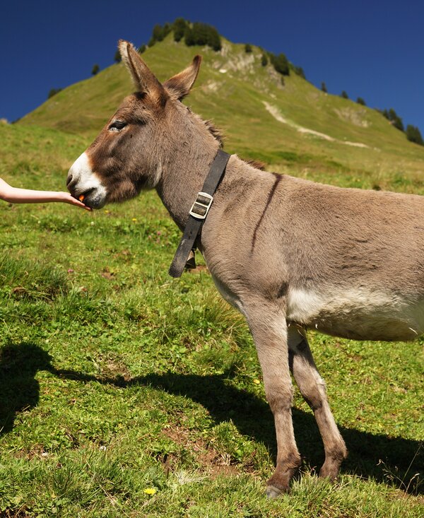 Mädchen mit Esel | © Urlaub am Bauernhof Vorarlberg / Ludwig Berchtold Mädchen mit Esel auf der Alpe Sera | © Urlaub am Bauernhof Vorarlberg / Ludwig Berchtold